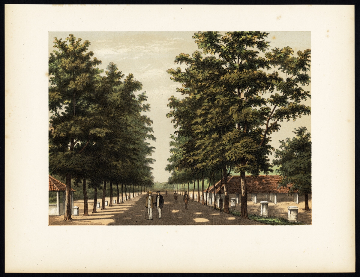 Antique Print of Avenue Paja Koembah by Perelaer (1888)