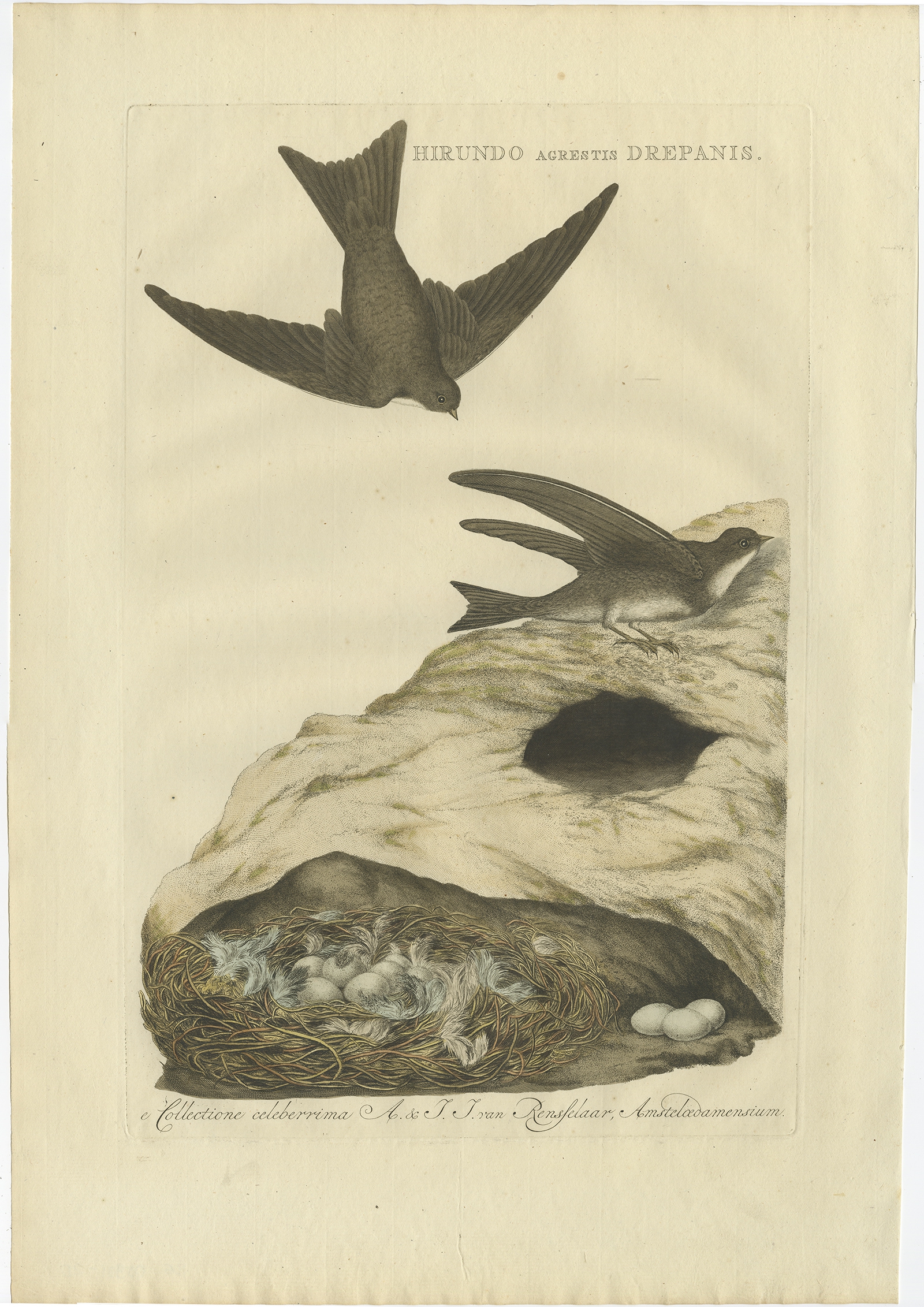 Hirundo Agrestis Drepanis – Sepp & Nozeman (1770)