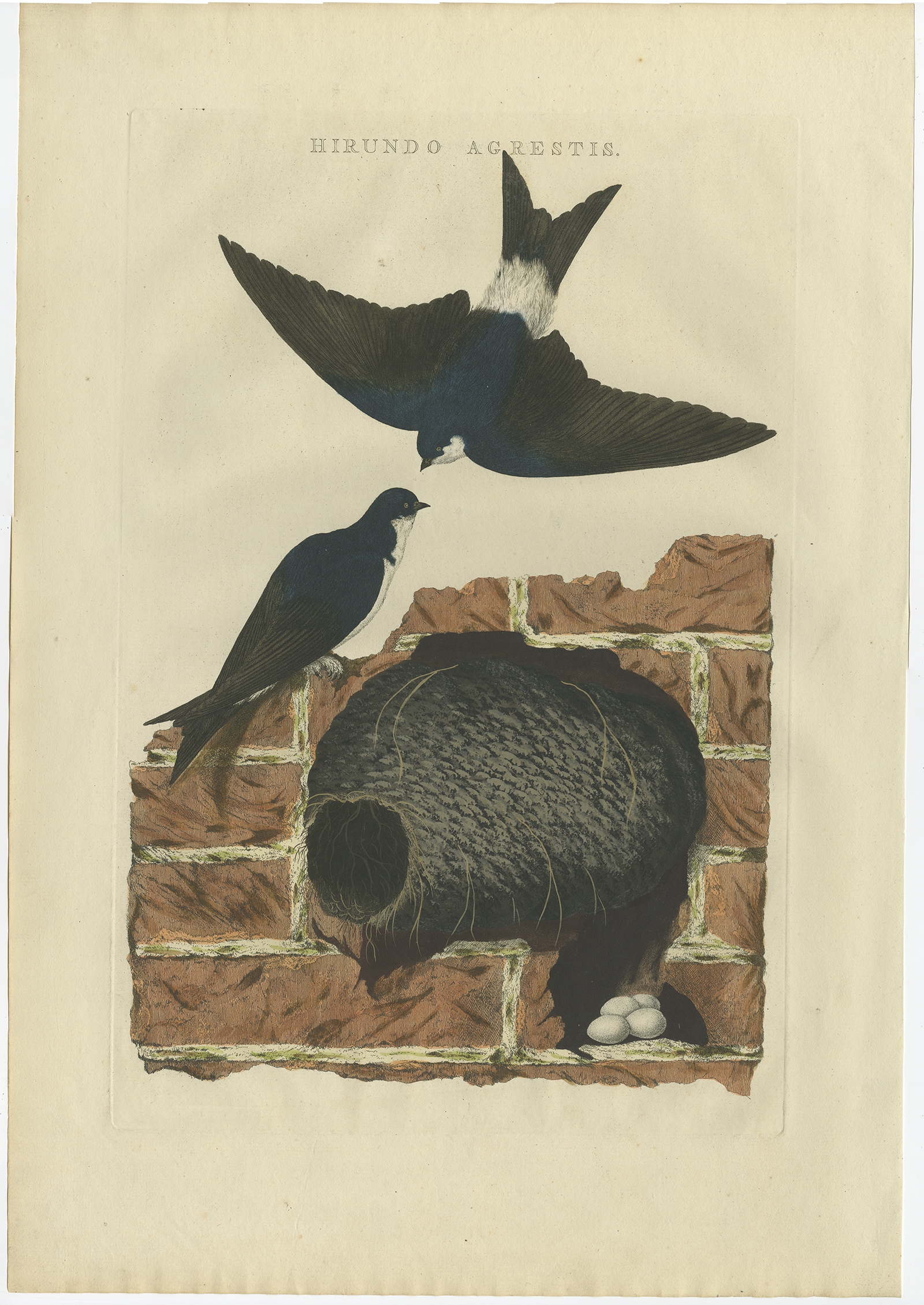 Hirundo Agrestis – Sepp & Nozeman (1770)