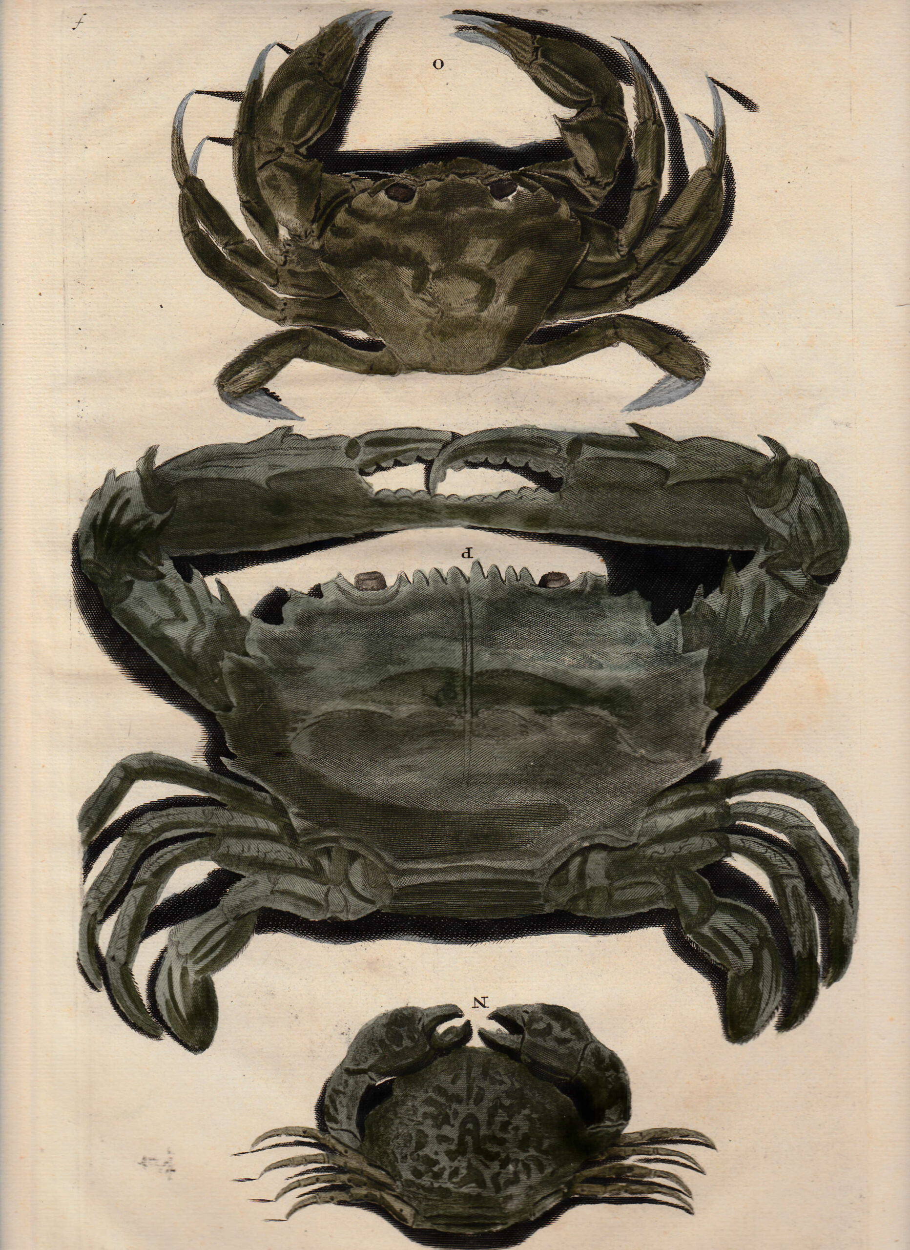Antique Print Crab Species II by Rumphius (1741)