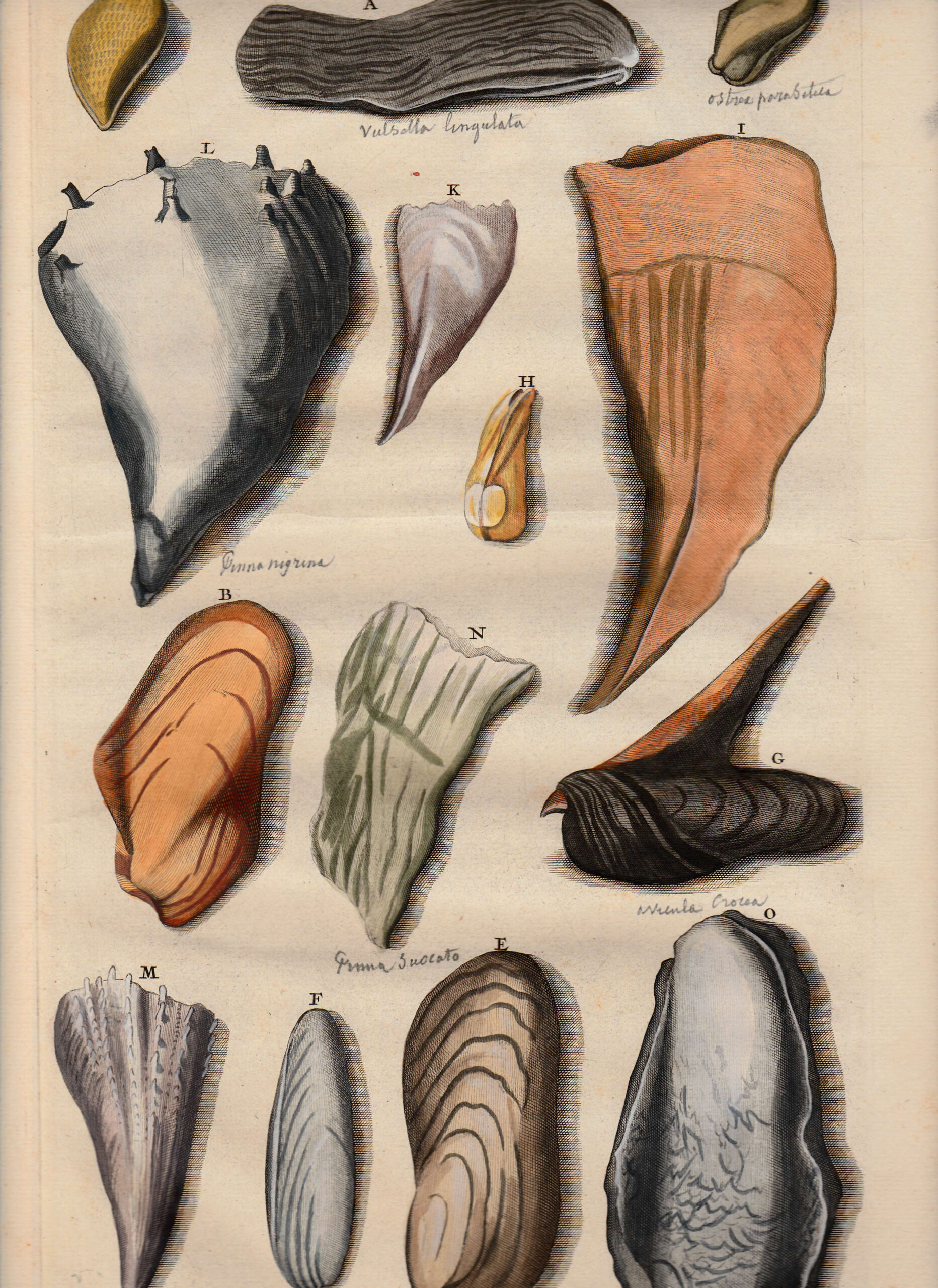 Antique Print Mussel Species by Rumphius (1741)