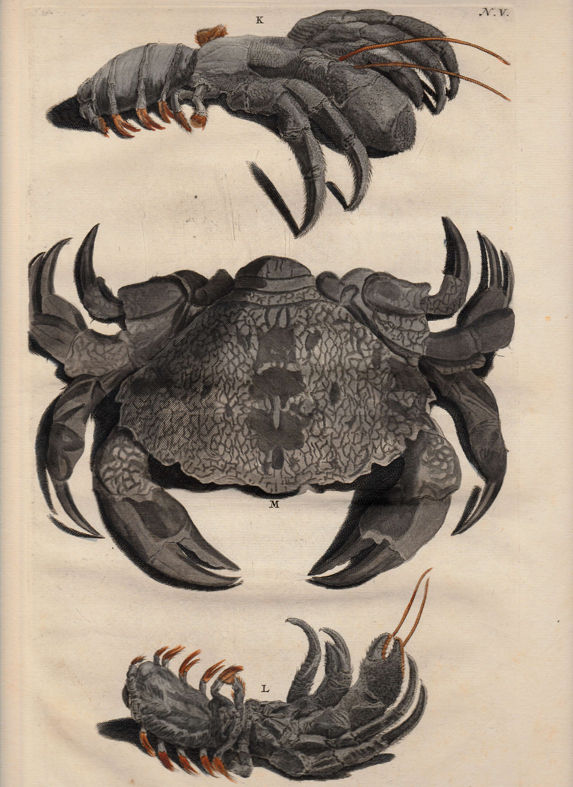 Antique Print Crab Species by Rumphius (1741)