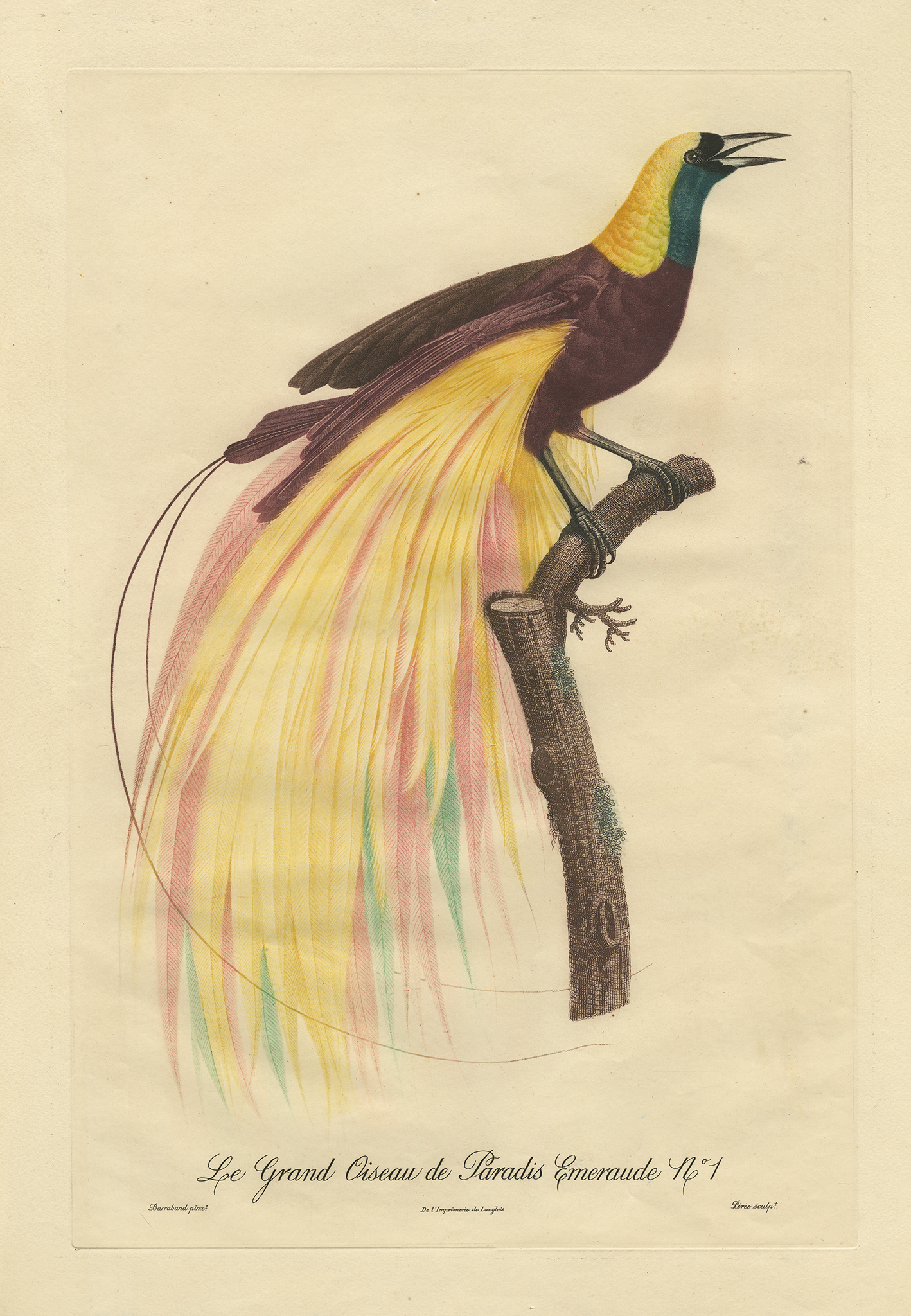 Antique Print Greater Bird of Paradise by Peree (1801)