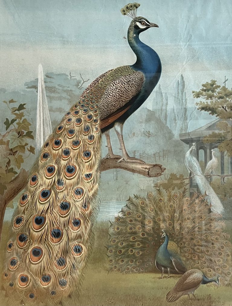 Peacock – Anonymous (1910-1920)