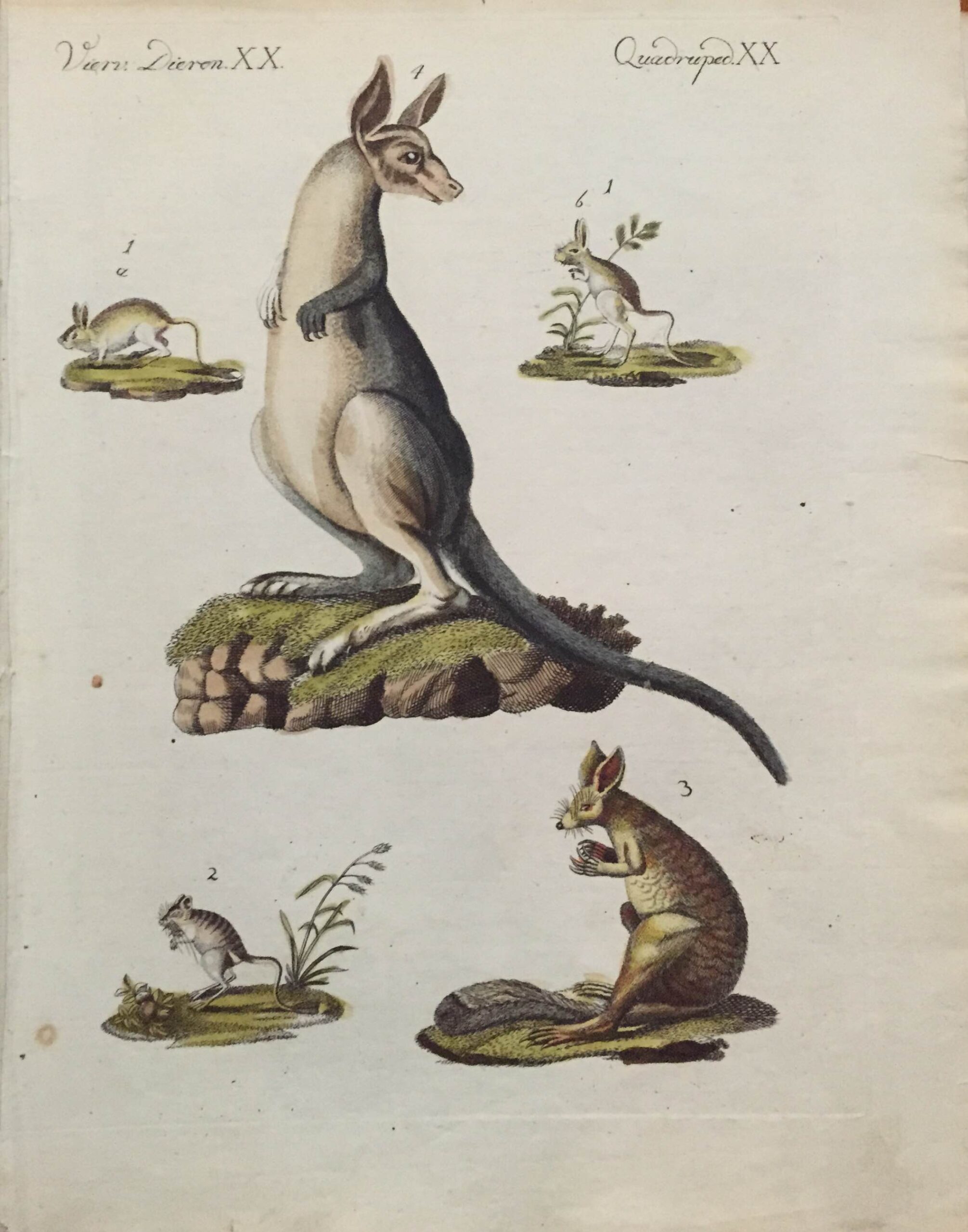 Antique Print of Various Mammals (c.1800)