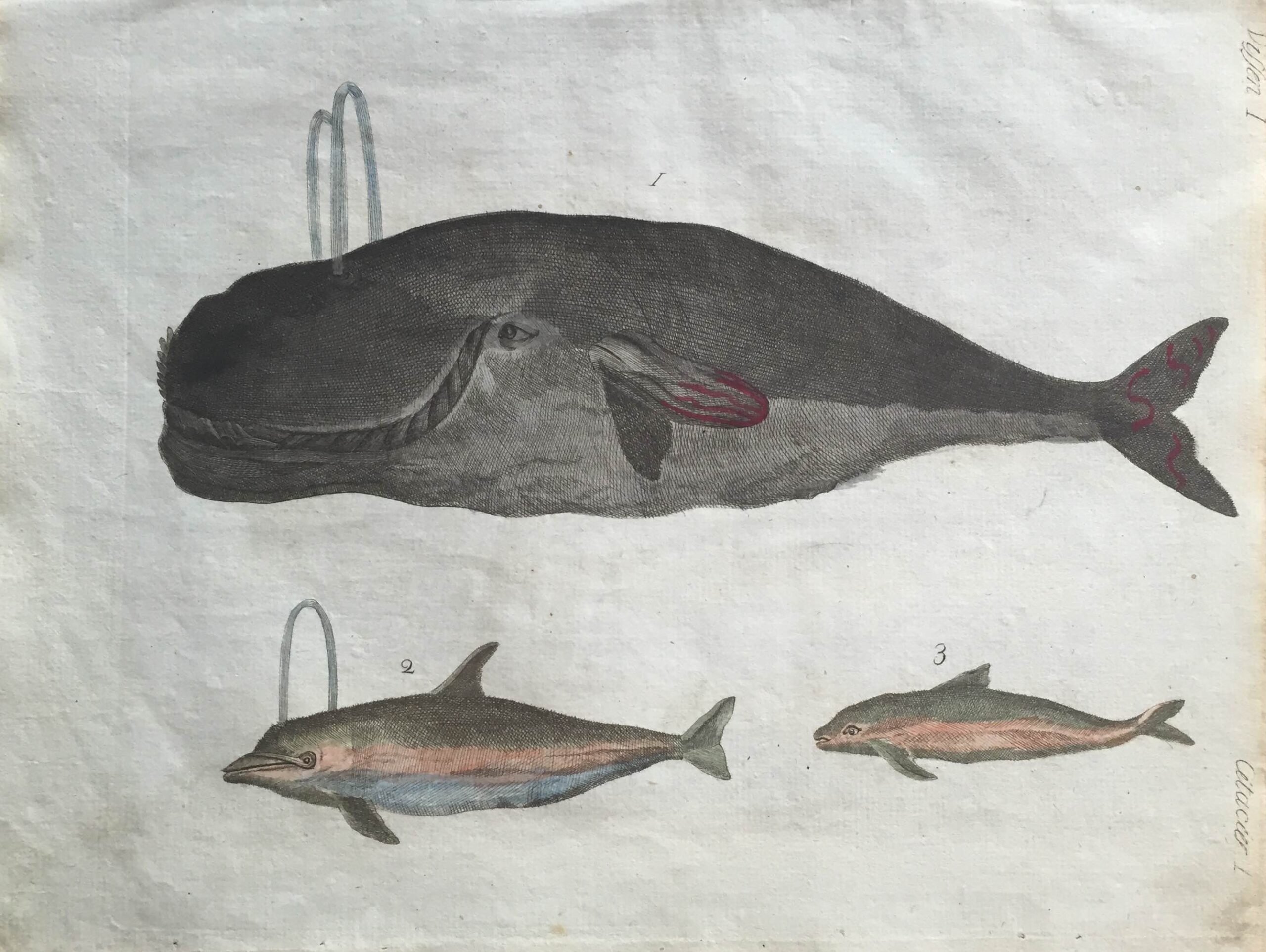Antique Print of Ocean Mammals (c.1750)