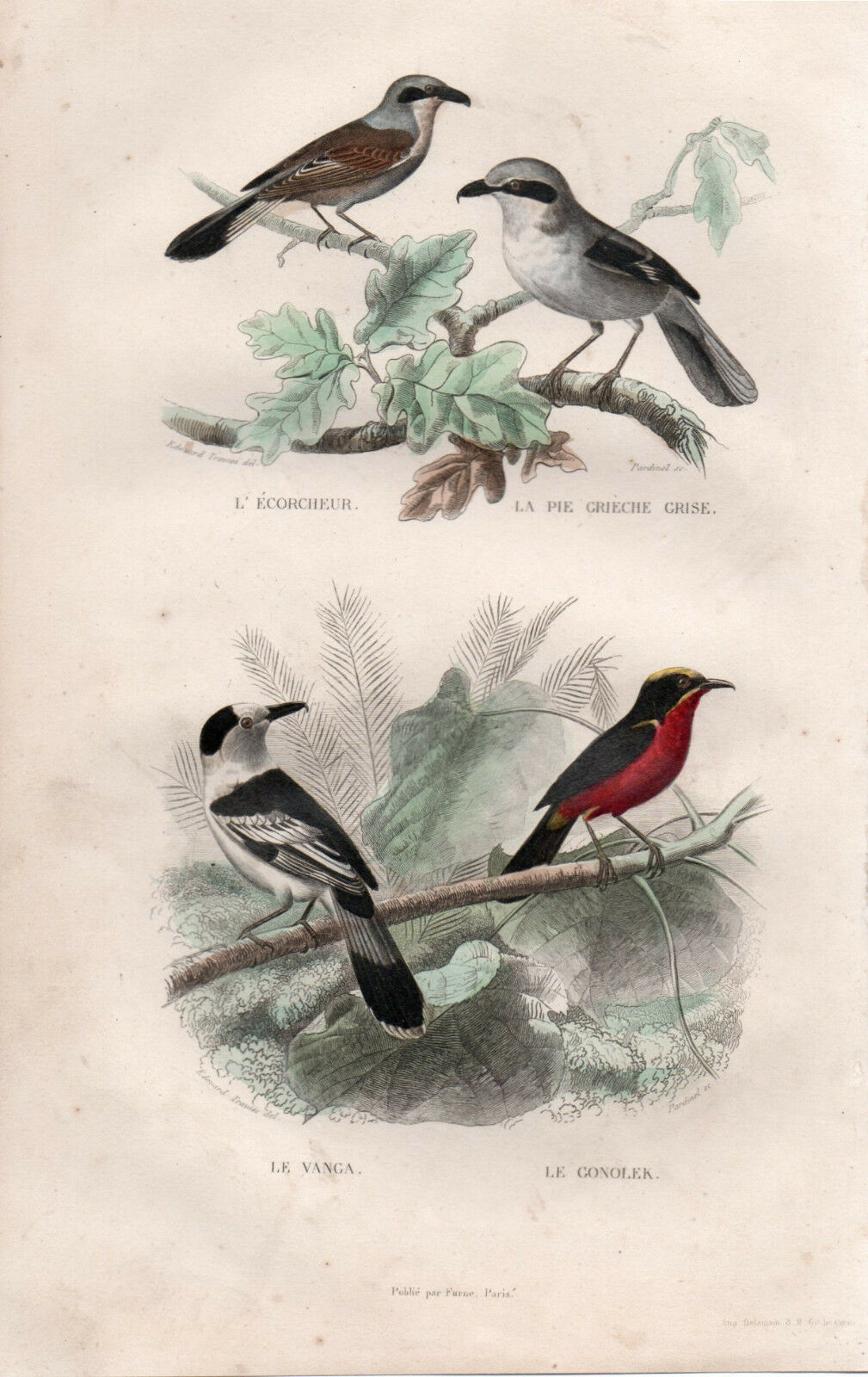 Antique Print of Birds – Buffon (1748)