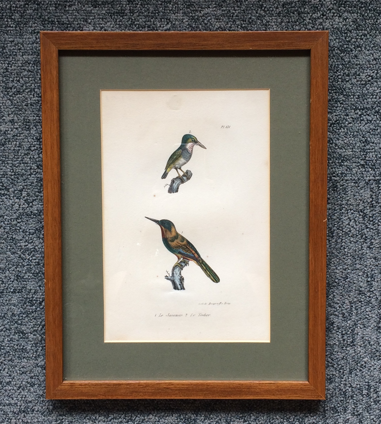Antique Print of Jacamars and African Pygmy Kingfisher bird – Daubenton (1833)