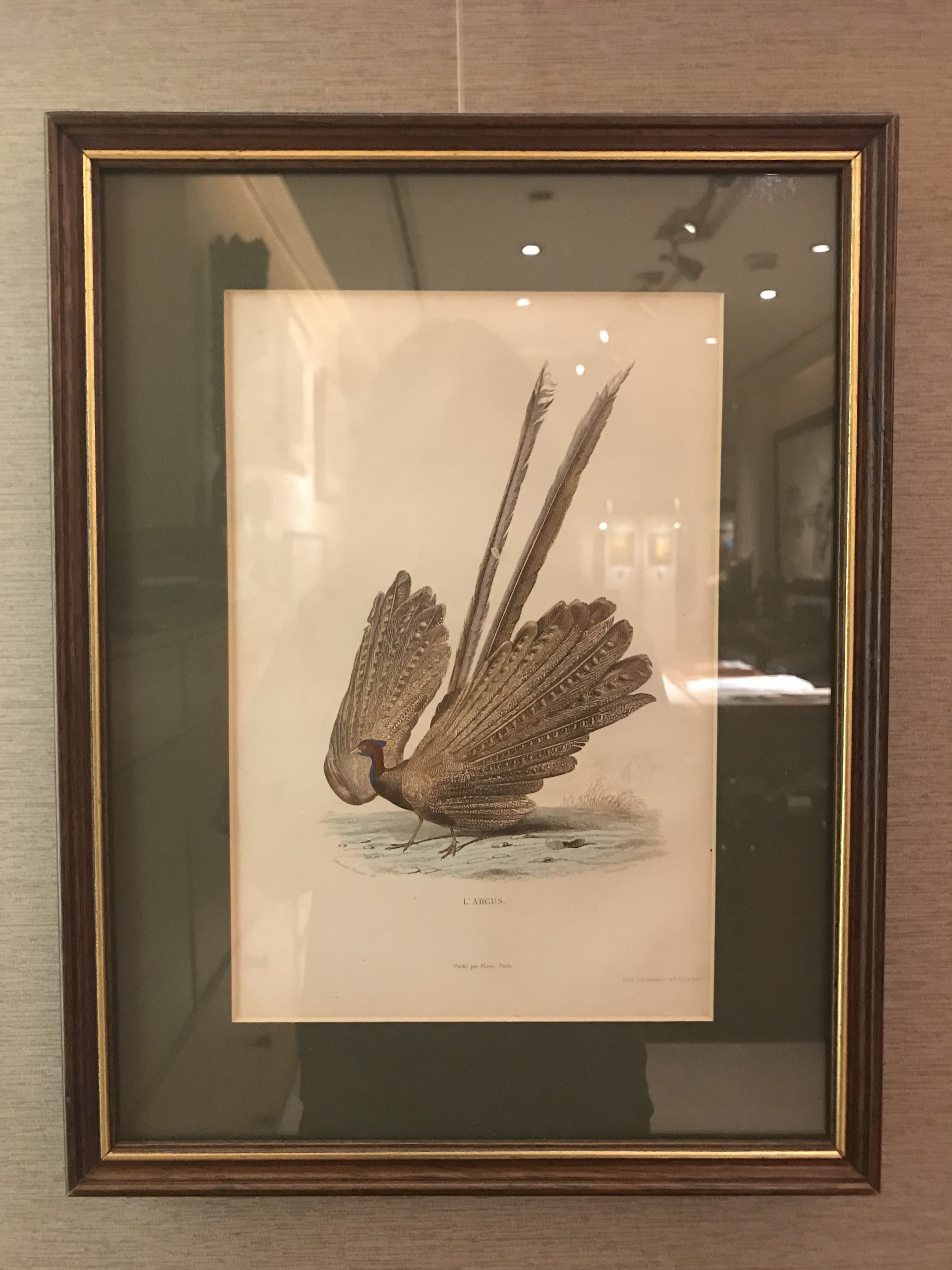 Antique Print of Great Argus – Travies (c.1800)